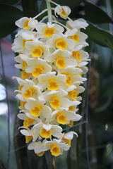 Dendrobium thyrsiflorum