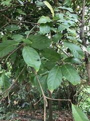 Sterculia lanceolata