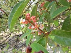Byrsonima crassifolia