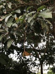 Sterculia lanceolata