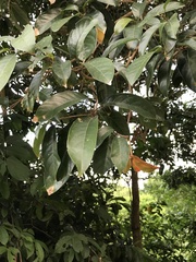 Sterculia lanceolata