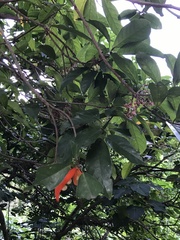 Sterculia lanceolata