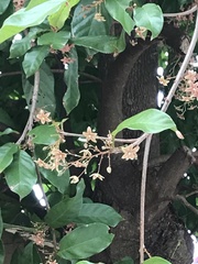 Sterculia lanceolata