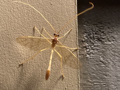 Enicospilus guatemalensis