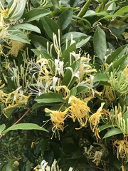 Lonicera longiflora