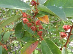 Byrsonima crassifolia