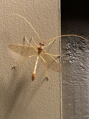 Enicospilus guatemalensis