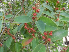 Byrsonima crassifolia