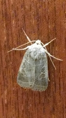 Ipimorpha pleonectusa