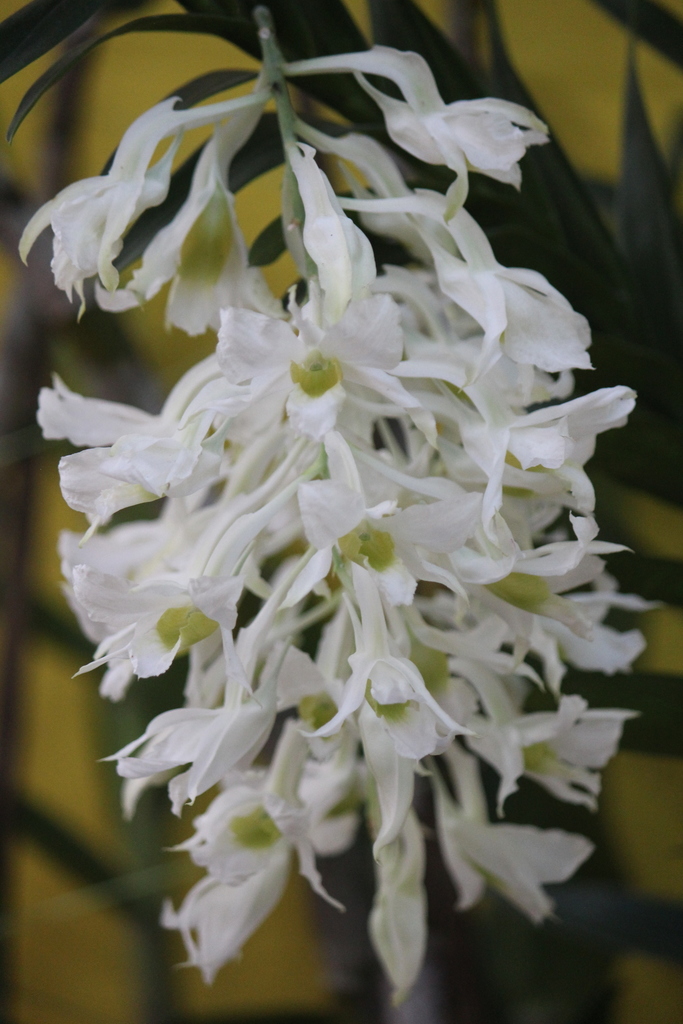 Dendrobium dearei Rchb.f.
