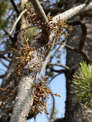 Arceuthobium americanum