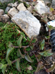 Callisia navicularis