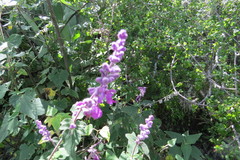 Salvia variana