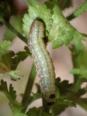 Pyrrhia aurantiago