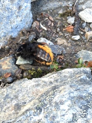 Bombus alpinus