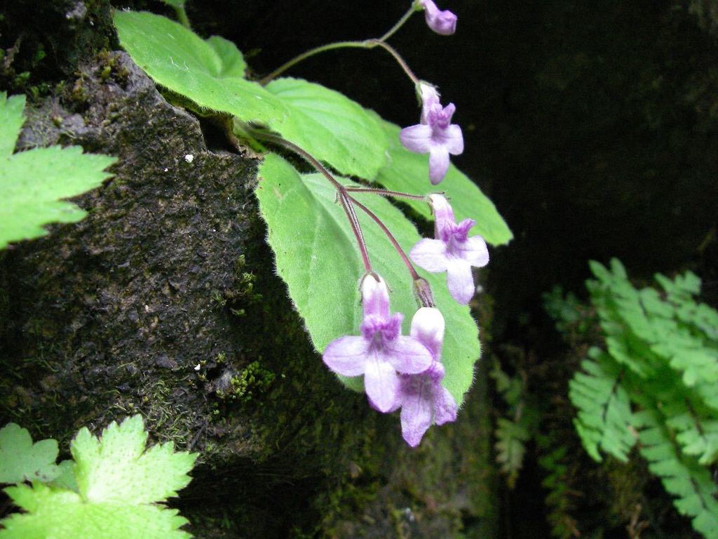 Oreocharis primuloides; photograph (c) Yoshimasa Uchiyama, some rights reserved (CC BY)
