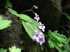 Oreocharis primuloides