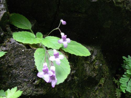 Oreocharis primuloides, photograph 2