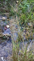 Juncus brachycephalus