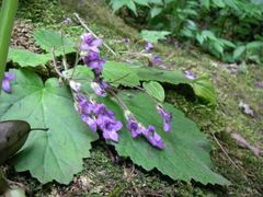 Oreocharis primuloides