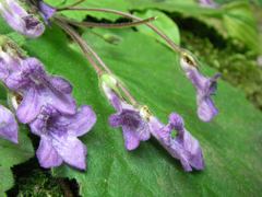 Oreocharis primuloides