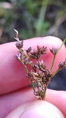 Juncus brachycephalus