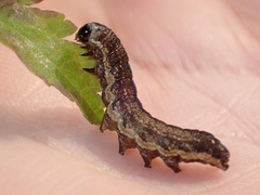 Pyrrhia aurantiago