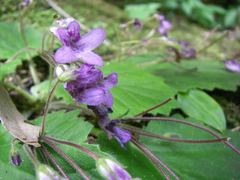 Oreocharis primuloides