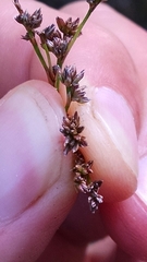 Juncus brachycephalus