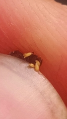 Juncus brachycephalus