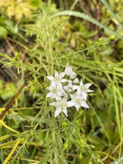Campanula aparinoides