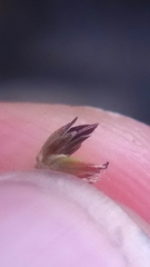 Juncus brachycephalus