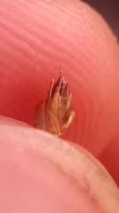 Juncus brachycephalus