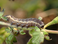 Pyrrhia aurantiago