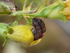 Pyrrhia aurantiago