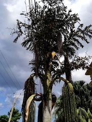 Caryota urens