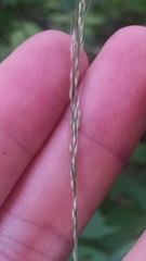 Muhlenbergia tenuiflora