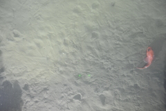 Sebastolobus alascanus