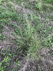 Leptochloa mucronata