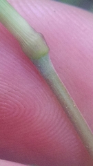 Muhlenbergia tenuiflora
