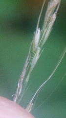 Muhlenbergia tenuiflora