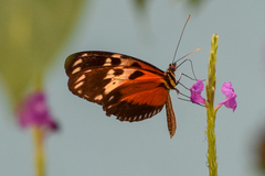 Heliconius hecale melicerta