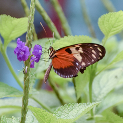 Heliconius hecale melicerta
