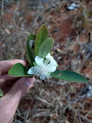 Eugenia involucrata