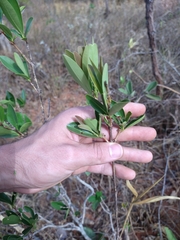 Eugenia involucrata