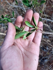 Eugenia involucrata