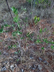 Eugenia involucrata