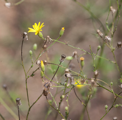 Croptilon hookerianum