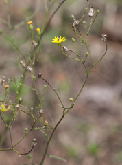 Croptilon hookerianum