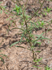 Croptilon hookerianum